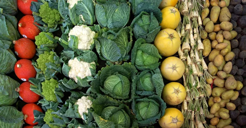 A colorful collection of fresh organic vegetables including cabbage, cauliflower, potatoes, and radishes.