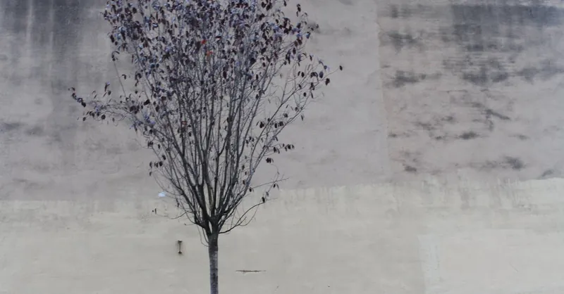 A solitary tree stands in front of a weathered concrete wall, showcasing modern urban simplicity.